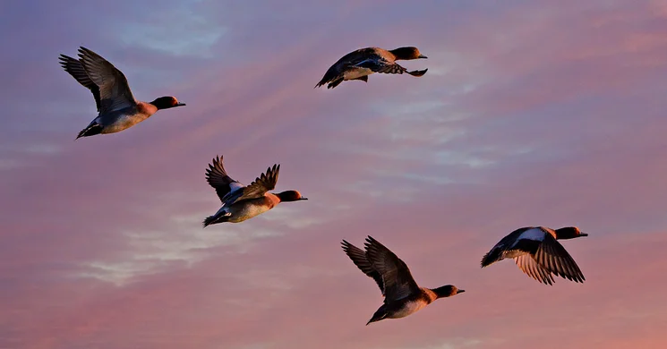 A vándormadarak világnapja