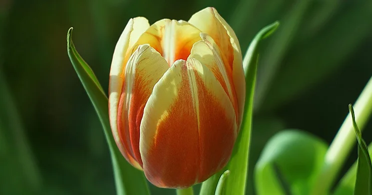 Nőnap Pásztó 2025