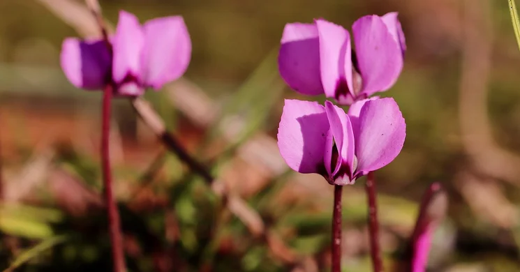Ciklámen-tanösvény Sopron