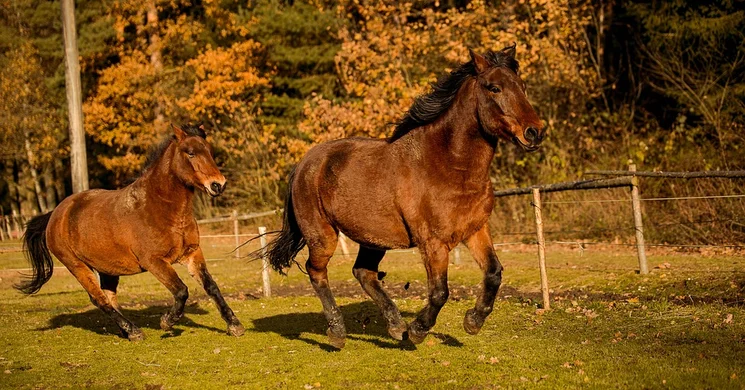 Jósvafői Hucul Ménes az Aggteleki Nemzeti Parkban