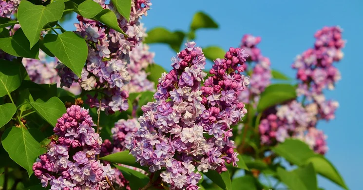 Anyák napi operett és musical gála