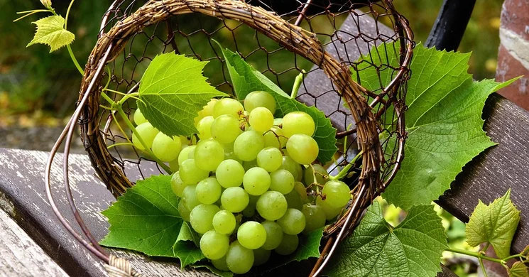 Szüreti Fesztivál Fajsz 2025