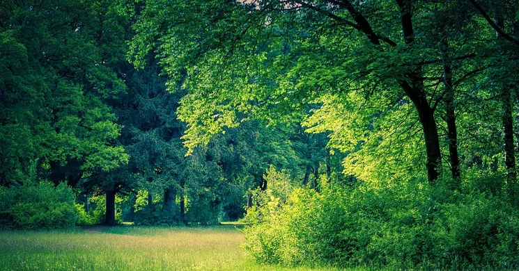 Diósjenői erdészeti tanösvény