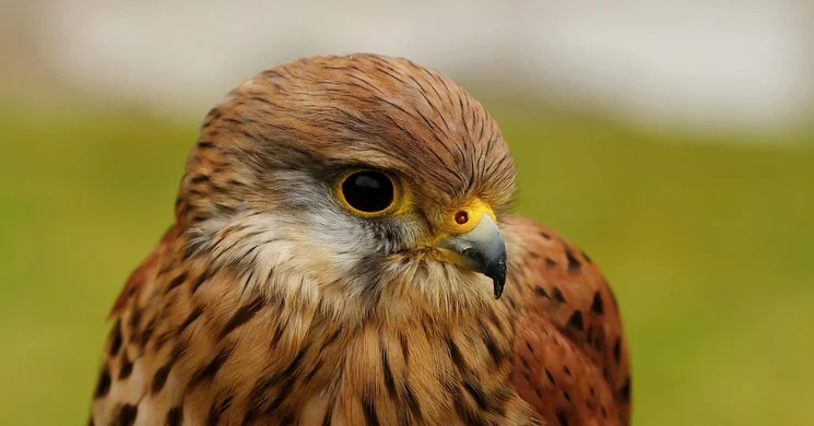 Madárvédelmi tanösvény Kőszeg, ökotúra az Alpokalján, az Őrségi Nemzeti Park területén