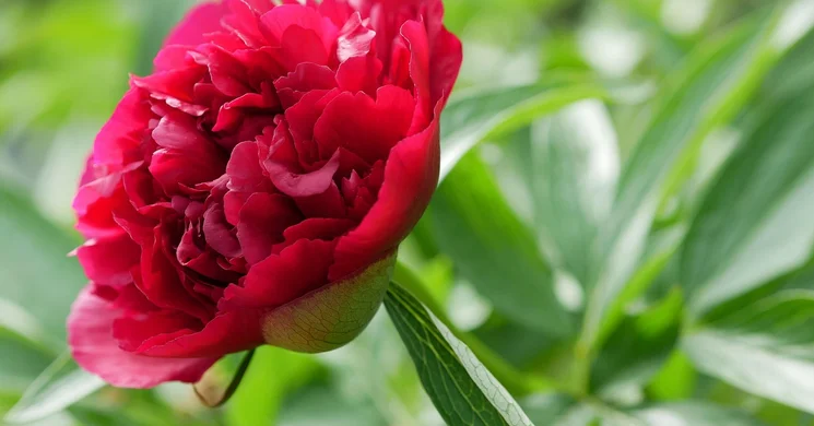 Pünkösdi búcsúk 2025