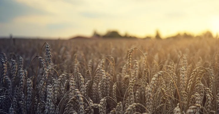 Zsombói Falunapok 2025. Péter- Páli Aratóünnep