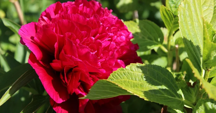 Körmend Pünkösd 2025