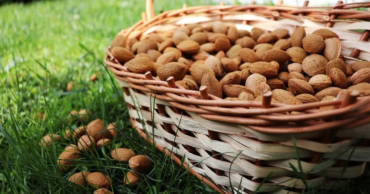 Mandulaszüret 2025 Balatonakali