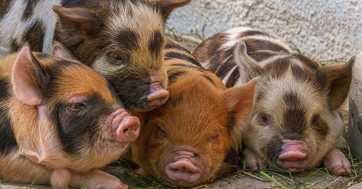 Állatvásárok 2025