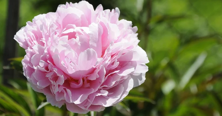 Pünkösd Sellye 2025. Pünkösdi Kavalkád a Korongi téren