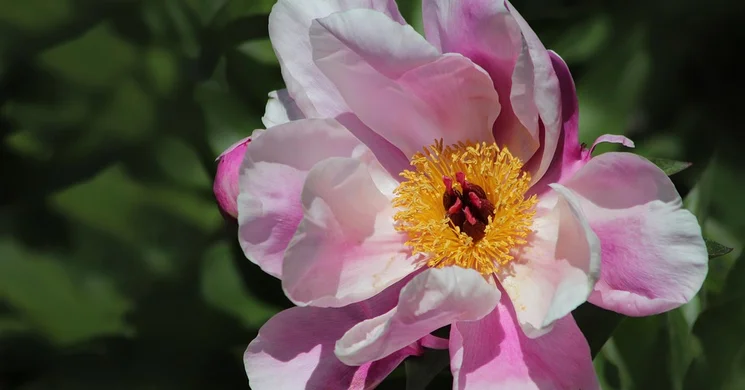 Pünkösd Kiskunhalas 2025