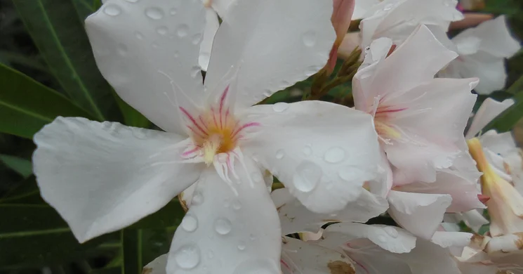 Növényvásár 2025