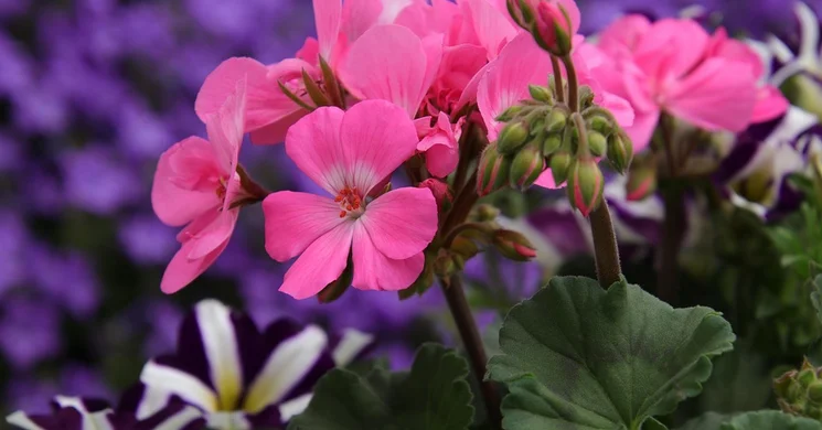 Virágvásár Komló