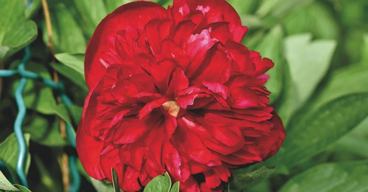 Máriapócs pünkösd 2025. Ünnepi programok, események, rendezvények