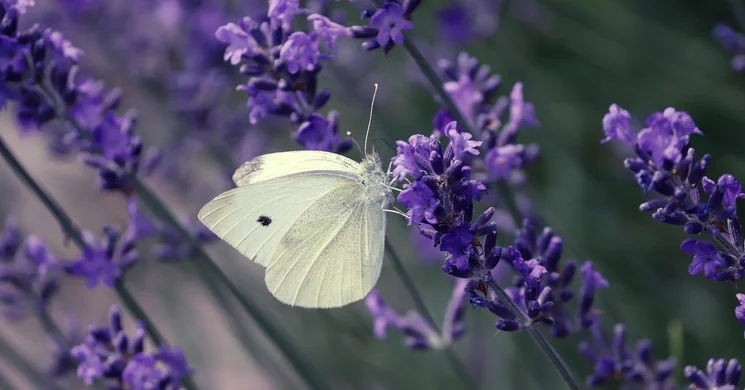 Levendulaünnep Dóc 2025