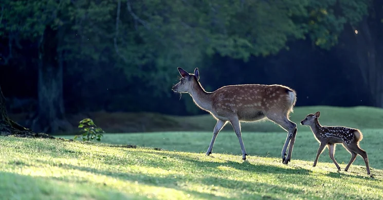 Hajdú-Bihar Vármegyei Vadásznap