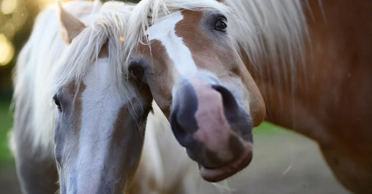 Nyergesújfalu Pünkösd 2025. Pünkösdi Lófuttatás