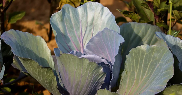 Vecsési Káposztafeszt 2025