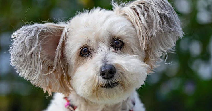 Gyermeknap Simontornya