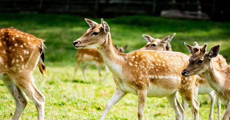 Naturhun Vadászatszervező Iroda Herceghalom