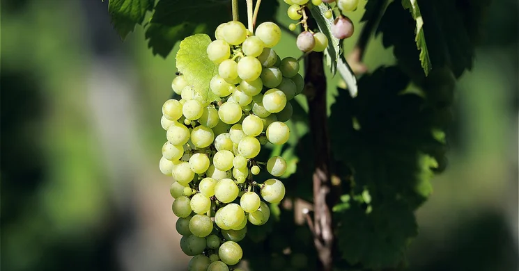 Szüret Szászvár 2025