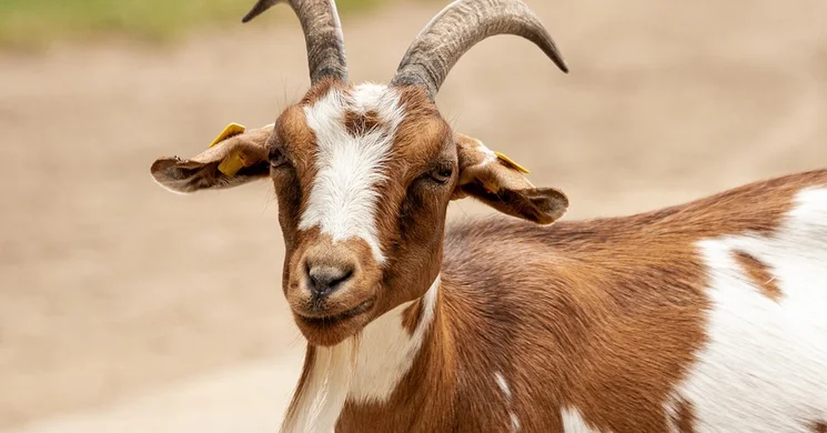 Váci Országos Állat- és kirakodóvásár 2025