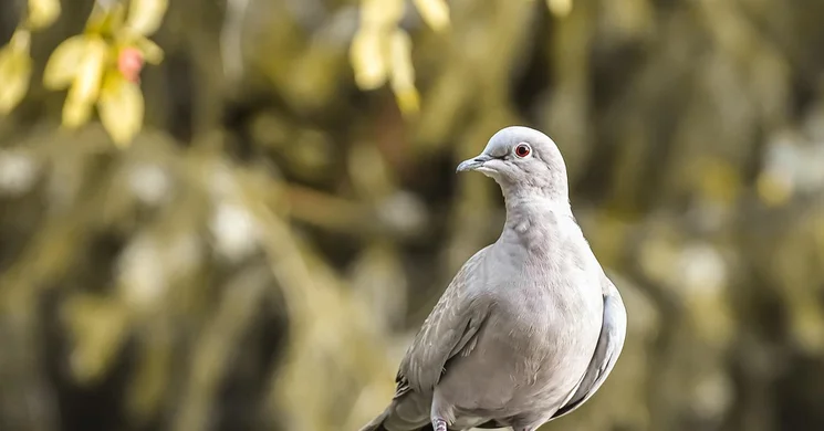 Magyar Galamb- és Kisállattenyésztők Országos Szövetségének programjai  2025