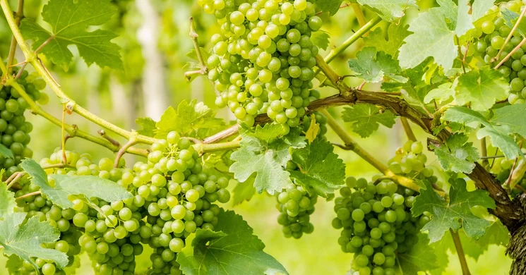 Léhart Pince Zalaszentgrót