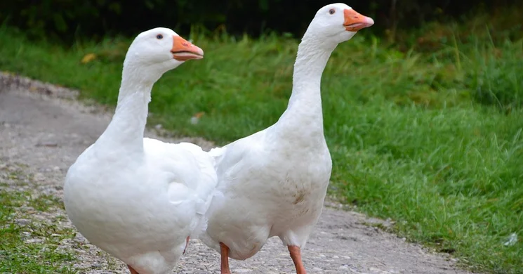 Márton-nap Szekszárd 2025