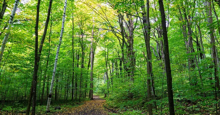 Tisza-parti Bivaly-tói tanösvény Rákóczifalva