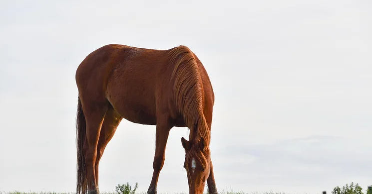 Varga lovasiskola Tibolddaróc