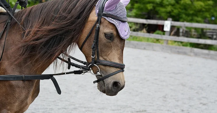 Szabó & Sáli Pónilovas Iskola Budapest