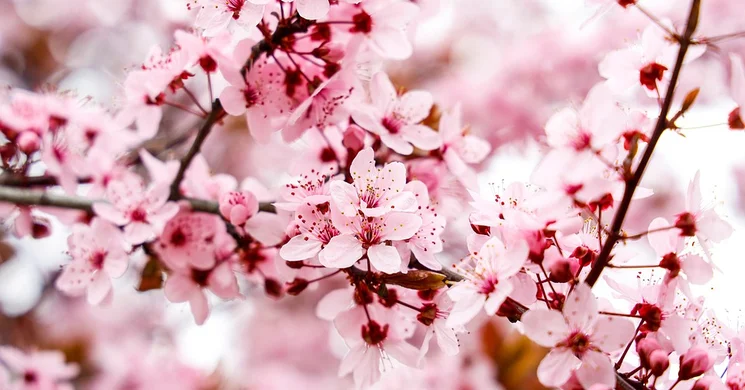 Akali Bor Napja Mandulavirágzáskor 2026