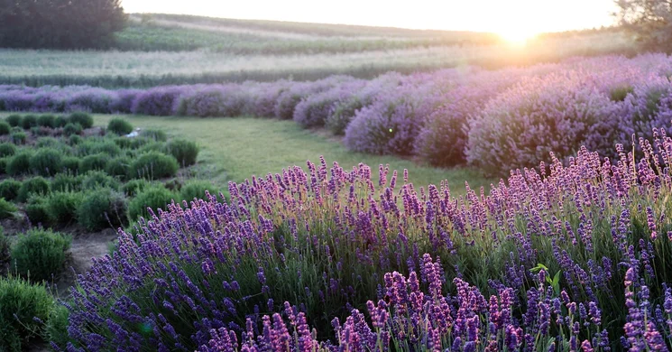 Levendula túra 2025. Levendulás Teljesítménytúra Tápiószecsőn