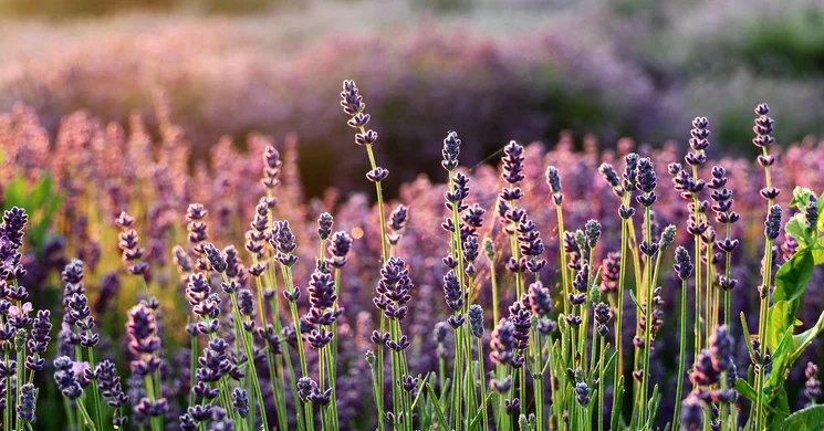 Levendula-nap Tevel 2025