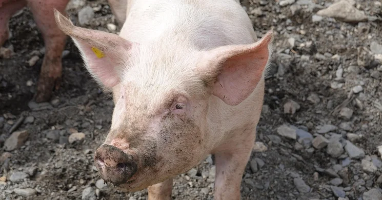 Farsangi disznótoros programok 2026