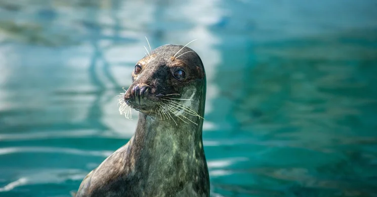 Fóka show 2025. Látványos állatbemutató Nyíregyházán