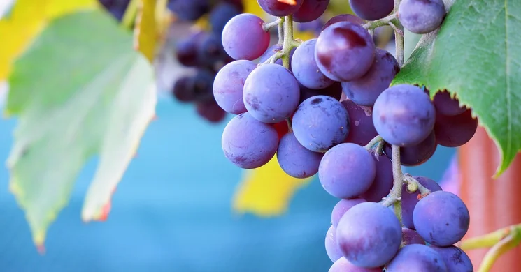 Szüreti nap Kecel 2025