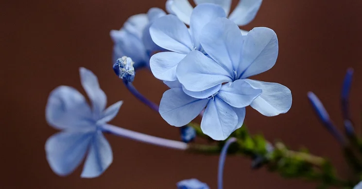 Virágpiac Győr 2025. Őstermelők, kistermelők, kereskedők piaca minden nap