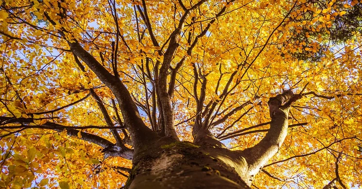 Less Nándor Emléktúra 2025