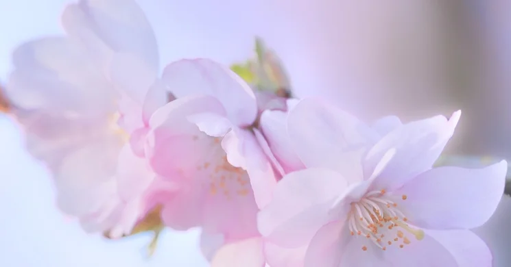 Győri Tavaszi Fesztivál 2026