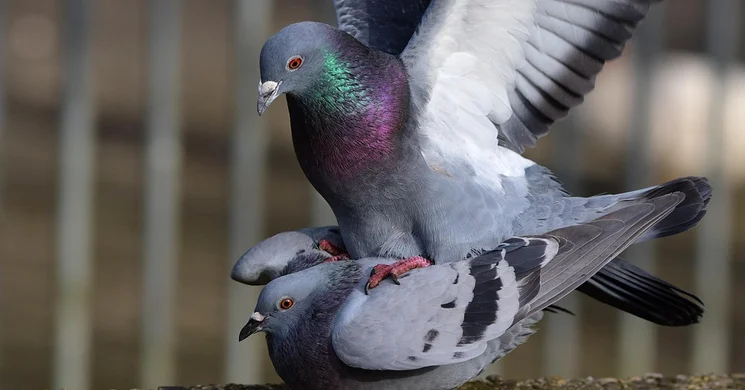 Kisállatbörze Szada