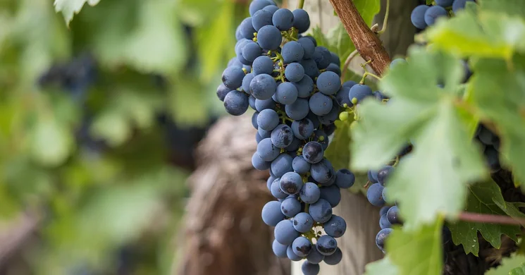 Kelenvölgyi Ezerjó Fesztivál 2025 Budapest