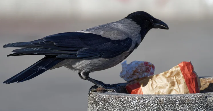 Október 16. Élelmezési világnap