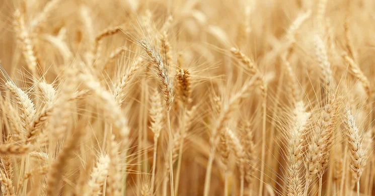 Aratónap 2025. Hagyományőrző aratónap Sárrétudvari