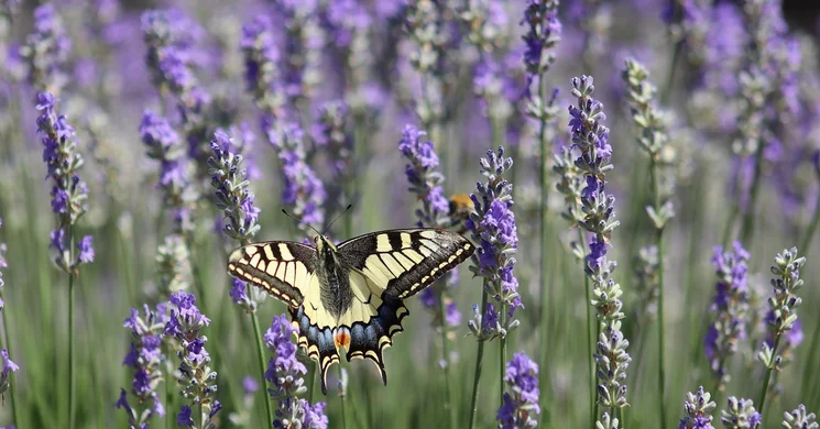 Kőröshegyi levendulás programok 2025