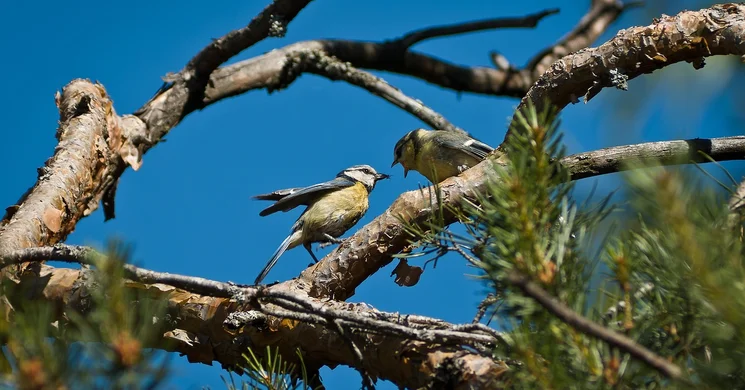 Foglalkozás iskolásoknak 2026. Madarász suli ismeretterjesztő program 7-14 éves gyerekeknek