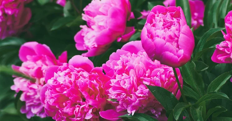 Bőszénfai Pünkösd 2025. Pünkösd a Szarvasfarmon