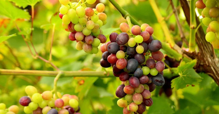 Szabadegyháza Szüreti Felvonulás és bál 2025