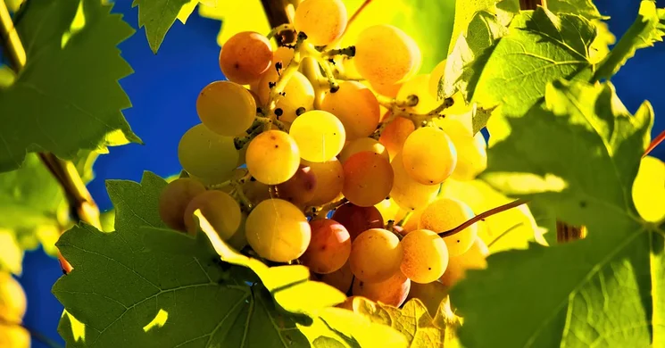 Szüreti Fesztivál Tab 2025